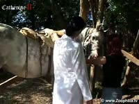 Beastiality Porn Video - White horse on a threesome with two hot sluts